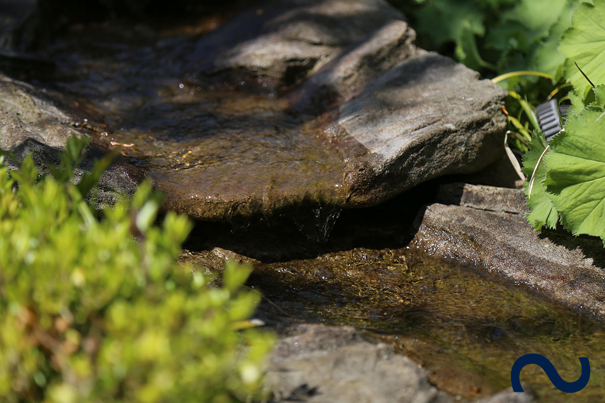 Pflanzen für Sprudelstein-Was kann ich nehmen? - Hausgarten.net